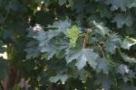 <img150*0:stuff/z/169023/Leaves.3/i1278615028_10.jpg>