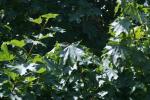 <img150*0:stuff/z/169023/Leaves.3/i1278615028_11.jpg>