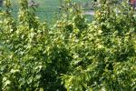 <img150*0:stuff/z/169023/Leaves.3/i1278615028_2.jpg>