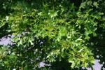 <img150*0:stuff/z/169023/Leaves.3/i1278615028_3.jpg>