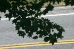 <img150*0:stuff/z/169023/Leaves.3/i1278615028_4.jpg>