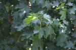 <img150*0:stuff/z/169023/Leaves.3/i1278615028_5.jpg>