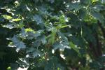 <img150*0:stuff/z/169023/Leaves.3/i1278615028_6.jpg>