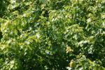 <img150*0:stuff/z/169023/Leaves.3/i1278615028_7.jpg>