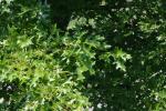 <img150*0:stuff/z/169023/Leaves.3/i1278615028_8.jpg>