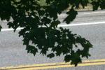 <img150*0:stuff/z/169023/Leaves.3/i1278615028_9.jpg>