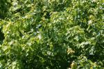 <img150*0:stuff/z/169023/Leaves.3/i1278615029_12.jpg>