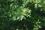 <img150*0:stuff/z/169023/Leaves.3/i1278615029_13.jpg>
