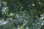 <img150*0:stuff/z/169023/Leaves.3/i1278615029_14.jpg>