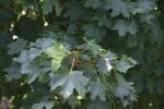 <img150*0:stuff/z/169023/Leaves.3/i1278615029_15.jpg>
