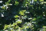 <img150*0:stuff/z/169023/Leaves.3/i1278615029_16.jpg>