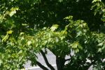 <img150*0:stuff/z/169023/Leaves.3/i1278615029_17.jpg>