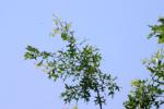 <img150*0:stuff/z/169023/Leaves.3/i1278615029_18.jpg>