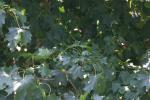 <img150*0:stuff/z/169023/Leaves.3/i1278615029_19.jpg>