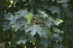 <img150*0:stuff/z/169023/Leaves.3/i1278615029_20.jpg>