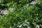 <img150*0:stuff/z/169023/Leaves.3/i1278615029_21.jpg>