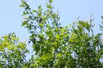 <img150*0:stuff/z/169023/Leaves.3/i1278615030_22.jpg>