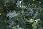 <img150*0:stuff/z/169023/Leaves.3/i1278615030_23.jpg>