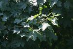 <img150*0:stuff/z/169023/Leaves.3/i1278615030_24.jpg>