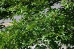 <img150*0:stuff/z/169023/Leaves.3/i1278615030_25.jpg>