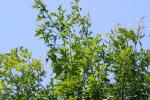 <img150*0:stuff/z/169023/Leaves.3/i1278615030_26.jpg>