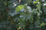 <img150*0:stuff/z/169023/Leaves.3/i1278615030_27.jpg>