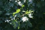 <img150*0:stuff/z/169023/Leaves.3/i1278615030_28.jpg>