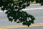 <img150*0:stuff/z/169023/Leaves.3/i1278615030_30.jpg>