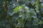 <img150*0:stuff/z/169023/Leaves.3/i1278615030_31.jpg>
