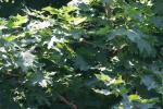 <img150*0:stuff/z/169023/Leaves.3/i1278615030_32.jpg>