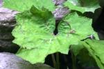 <img150*0:stuff/z/169023/Leaves/i1280423290_1.jpg>