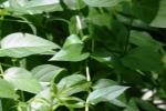 <img150*0:stuff/z/169023/Leaves/i1280423290_3.jpg>