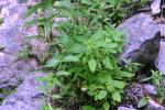 <img150*0:stuff/z/169023/Leaves/i1280423290_5.jpg>
