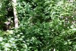 <img150*0:stuff/z/169023/Leaves/i1280423291_10.jpg>
