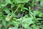 <img150*0:stuff/z/169023/Leaves/i1280423291_12.jpg>