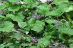 <img150*0:stuff/z/169023/Leaves/i1280423291_13.jpg>