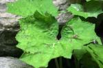 <img150*0:stuff/z/169023/Leaves/i1280423291_14.jpg>