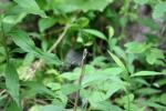 <img150*0:stuff/z/169023/Leaves/i1280423291_6.jpg>