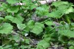<img150*0:stuff/z/169023/Leaves/i1280423291_7.jpg>