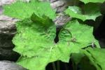 <img150*0:stuff/z/169023/Leaves/i1280423291_8.jpg>