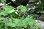 <img150*0:stuff/z/169023/Leaves/i1280423292_18.jpg>