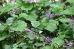 <img150*0:stuff/z/169023/Leaves/i1280423292_19.jpg>