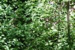 <img150*0:stuff/z/169023/Leaves/i1280423292_22.jpg>