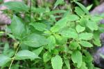 <img150*0:stuff/z/169023/Leaves/i1280423292_23.jpg>