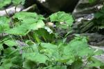 <img150*0:stuff/z/169023/Leaves/i1280423292_24.jpg>