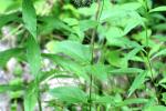 <img150*0:stuff/z/169023/Leaves/i1280423293_29.jpg>