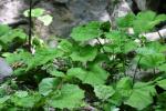 <img150*0:stuff/z/169023/Leaves/i1280423293_31.jpg>
