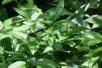 <img150*0:stuff/z/169023/Leaves/i1280423293_33.jpg>