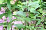 <img150*0:stuff/z/169023/Leaves/i1280423293_35.jpg>