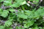 <img150*0:stuff/z/169023/Leaves/i1280423293_36.jpg>